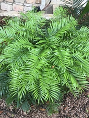 Zamia pumila