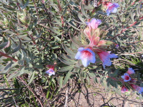 Image of Lobostemon fruticosus by (c) linkie, some rights reserved (CC BY)