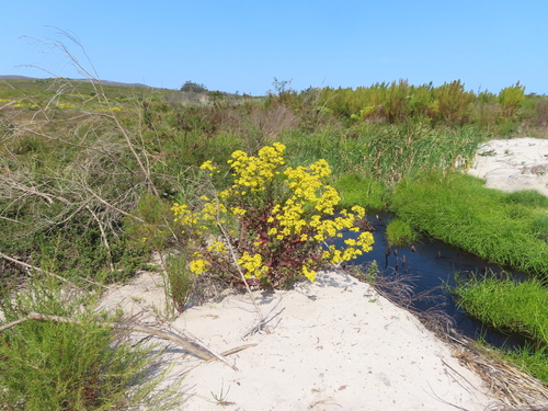 Almostgrey Ragwort (Senecio subcanescens)