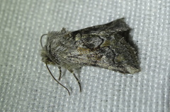 Cleonymia korbi
