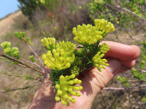 Image of Gnidia squarrosa by (c) linkie, some rights reserved (CC BY)
