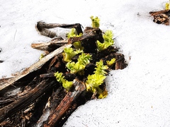 Cirsium kamtschaticum
