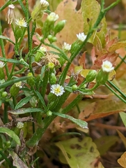 Turanka kanadská (Erigeron canadensis): původ a využití — fotografie 3