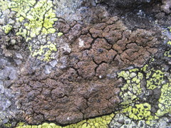 Protoparmelia badia