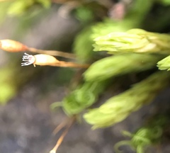 Ptychomitrium polyphyllum