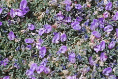 Astragalus kentrophyta