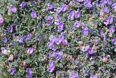 Astragalus kentrophyta