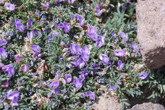 Astragalus kentrophyta