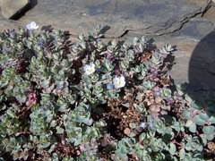 Veronica telephiifolia