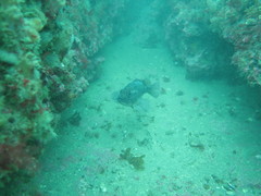 Sebastes oculatus