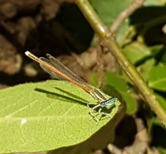 Platycnemis acutipennis