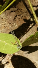 Platycnemis acutipennis