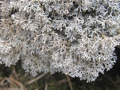 Sphaerophorus fragilis