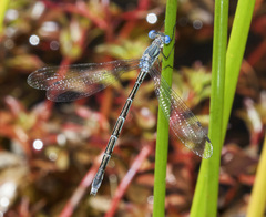 Lestes disjunctus