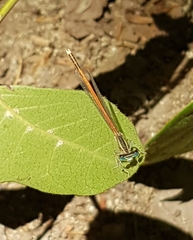 Platycnemis acutipennis