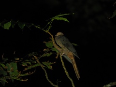 Macropygia tenuirostris