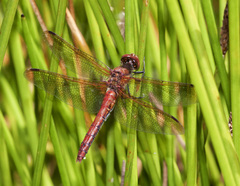 Sympetrum madidum