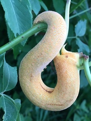 Puccinia sambuci