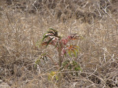 Jatropha macrorhiza