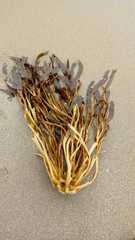 Lessonia trabeculata