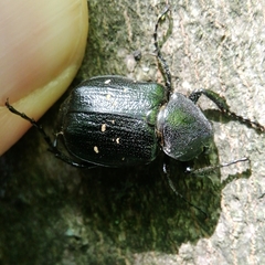 Gnorimus variabilis