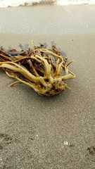 Lessonia trabeculata