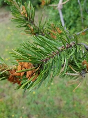 Pinus banksiana image