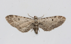 Eupithecia multistrigata