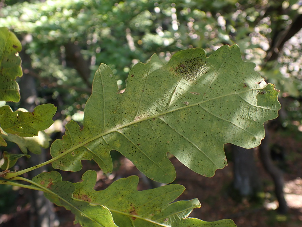 Quercus petraea