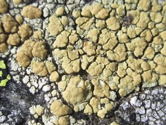 Lecanora polytropa