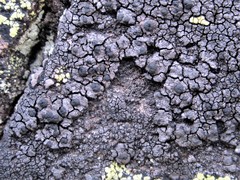 Orphniospora moriopsis