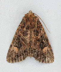 Aseptis binotata