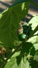 Orsilochides variabilis