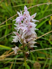 Dactylorhiza fuchsii