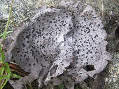 Greater Salted Rocktripe Lichen