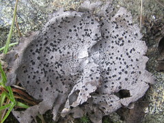 Umbilicaria proboscidea