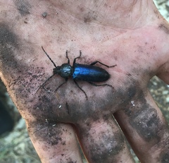 Semanotus amethystinus