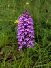 Anacamptis pyramidalis