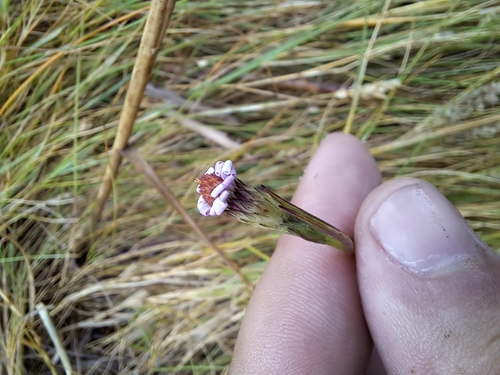 Image of Symphyotrichum tenuifolium by no rights reserved