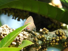 Atlides inachus