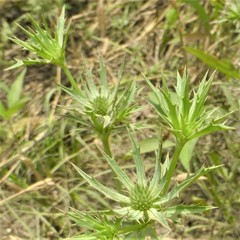 Eryngium hookeri