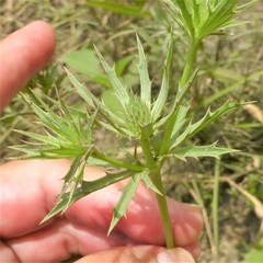 Eryngium hookeri