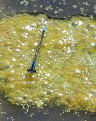 Enallagma geminatum