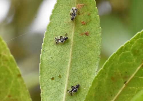 Andromeda Lace Bug, Groesbeek, Nederland, photo 8 of 10