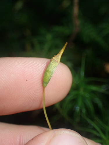 Image of Polytrichastrum alpinum by no rights reserved