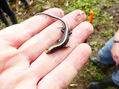 Pholidobolus vertebralis