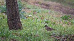 Upucerthia saturatior