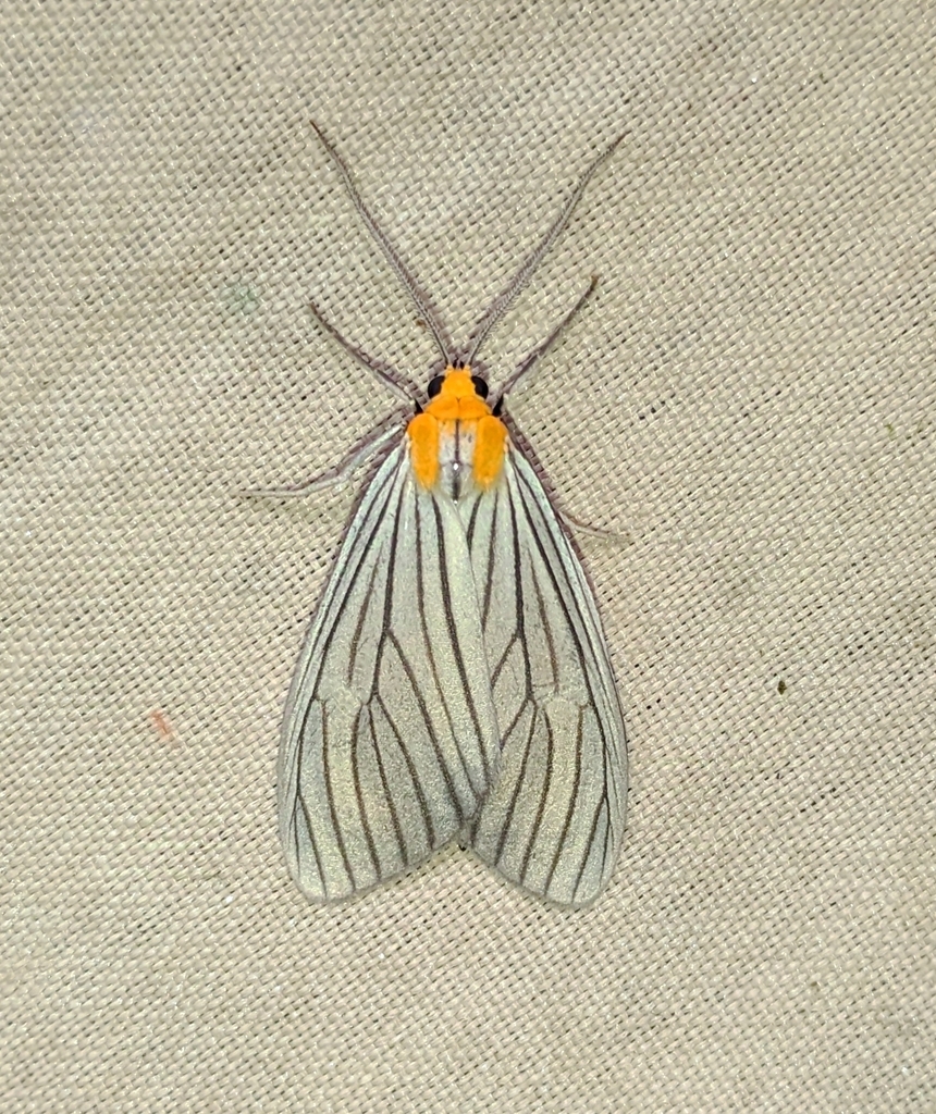 Agaraea atrivena