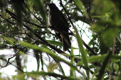 Phainoptila melanoxantha