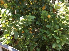 Frangula californica